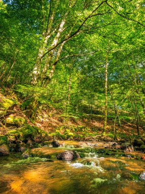 Fransa 'nın güneyindeki Lamontlari komünü Tarn Nehri. Ormanda yaz aylarında küçük şelaleleri olan kayalar üzerinde çalılıklar ve yeşil yosun..
