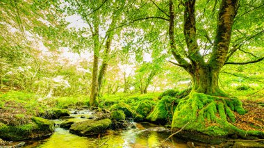 Fransa 'nın güneyindeki Lamontlari komünü Tarn Nehri. Ormanda yaz aylarında küçük şelaleleri olan kayalar üzerinde çalılıklar ve yeşil yosun..