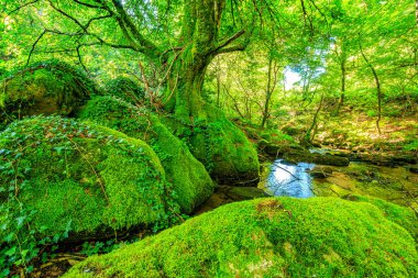Fransa 'nın güneyindeki Lamontlari komünü Tarn Nehri. Ormanda yaz aylarında küçük şelaleleri olan kayalar üzerinde çalılıklar ve yeşil yosun..