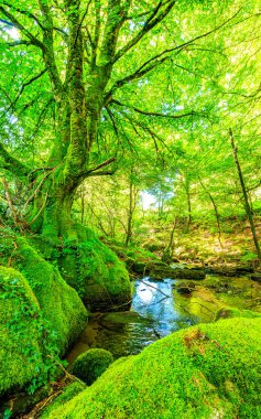 Fransa 'nın güneyindeki Lamontlari komünü Tarn Nehri. Ormanda yaz aylarında küçük şelaleleri olan kayalar üzerinde çalılıklar ve yeşil yosun..