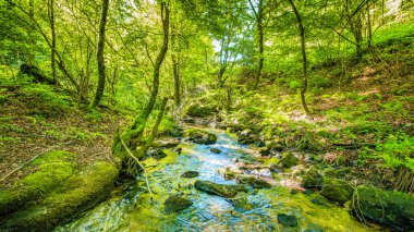 Fransa 'nın güneyindeki Lamontlari komünü Tarn Nehri. Ormanda yaz aylarında küçük şelaleleri olan kayalar üzerinde çalılıklar ve yeşil yosun..