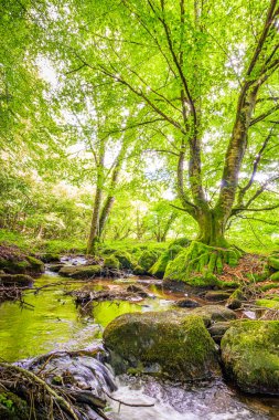 Fransa 'nın güneyindeki Lamontlari komünü Tarn Nehri. Ormanda yaz aylarında küçük şelaleleri olan kayalar üzerinde çalılıklar ve yeşil yosun..