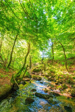 Fransa 'nın güneyindeki Lamontlari komünü Tarn Nehri. Ormanda yaz aylarında küçük şelaleleri olan kayalar üzerinde çalılıklar ve yeşil yosun..