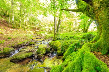 Fransa 'nın güneyindeki Lamontlari komünü Tarn Nehri. Ormanda yaz aylarında küçük şelaleleri olan kayalar üzerinde çalılıklar ve yeşil yosun..
