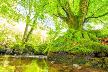 Fransa 'nın güneyindeki Lamontlari komünü Tarn Nehri. Ormanda yaz aylarında küçük şelaleleri olan kayalar üzerinde çalılıklar ve yeşil yosun..