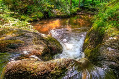 Fransa 'nın güneyindeki Lamontlari komünü Tarn Nehri. Ormanda yaz aylarında küçük şelaleleri olan kayalar üzerinde çalılıklar ve yeşil yosun..