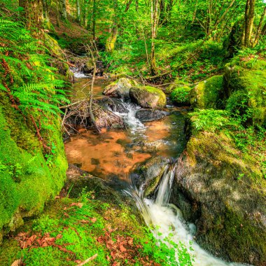 Fransa 'nın güneyindeki Lamontlari komünü Tarn Nehri. Ormanda yaz aylarında küçük şelaleleri olan kayalar üzerinde çalılıklar ve yeşil yosun..
