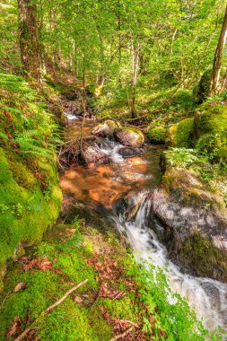Fransa 'nın güneyindeki Lamontlari komünü Tarn Nehri. Ormanda yaz aylarında küçük şelaleleri olan kayalar üzerinde çalılıklar ve yeşil yosun..