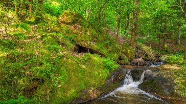 Fransa 'nın güneyindeki Lamontlari komünü Tarn Nehri. Ormanda yaz aylarında küçük şelaleleri olan kayalar üzerinde çalılıklar ve yeşil yosun..