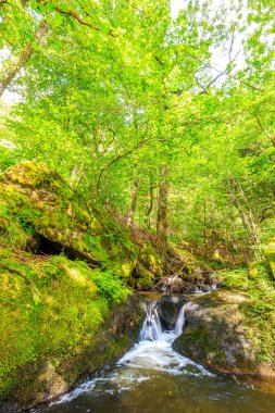 Fransa 'nın güneyindeki Lamontlari komünü Tarn Nehri. Ormanda yaz aylarında küçük şelaleleri olan kayalar üzerinde çalılıklar ve yeşil yosun..