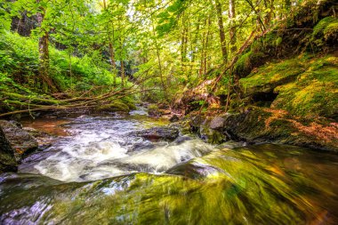 Fransa 'nın güneyindeki Lamontlari komünü Tarn Nehri. Ormanda yaz aylarında küçük şelaleleri olan kayalar üzerinde çalılıklar ve yeşil yosun..