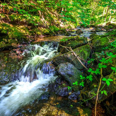 Fransa 'nın güneyindeki Lamontlari komünü Tarn Nehri. Ormanda yaz aylarında küçük şelaleleri olan kayalar üzerinde çalılıklar ve yeşil yosun..