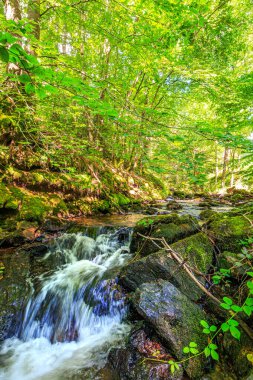 Fransa 'nın güneyindeki Lamontlari komünü Tarn Nehri. Ormanda yaz aylarında küçük şelaleleri olan kayalar üzerinde çalılıklar ve yeşil yosun..