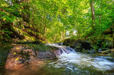 Fransa 'nın güneyindeki Lamontlari komünü Tarn Nehri. Ormanda yaz aylarında küçük şelaleleri olan kayalar üzerinde çalılıklar ve yeşil yosun..