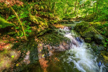 Fransa 'nın güneyindeki Lamontlari komünü Tarn Nehri. Ormanda yaz aylarında küçük şelaleleri olan kayalar üzerinde çalılıklar ve yeşil yosun..