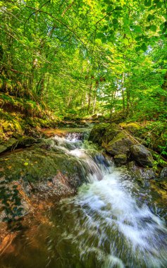 Fransa 'nın güneyindeki Lamontlari komünü Tarn Nehri. Ormanda yaz aylarında küçük şelaleleri olan kayalar üzerinde çalılıklar ve yeşil yosun..