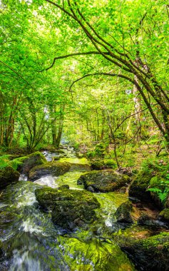 Fransa 'nın güneyindeki Lamontlari komünü Tarn Nehri. Ormanda yaz aylarında küçük şelaleleri olan kayalar üzerinde çalılıklar ve yeşil yosun..