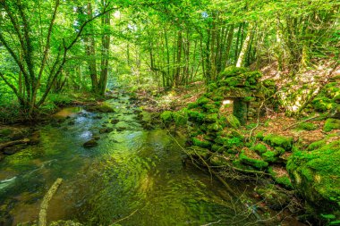 Fransa 'nın güneyindeki Lamontlari komünü Tarn Nehri. Ormanda yaz aylarında küçük şelaleleri olan kayalar üzerinde çalılıklar ve yeşil yosun..