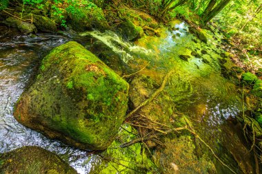 Fransa 'nın güneyindeki Lamontlari komünü Tarn Nehri. Ormanda yaz aylarında küçük şelaleleri olan kayalar üzerinde çalılıklar ve yeşil yosun..