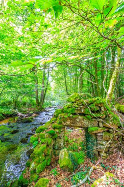 Fransa 'nın güneyindeki Lamontlari komünü Tarn Nehri. Ormanda yaz aylarında küçük şelaleleri olan kayalar üzerinde çalılıklar ve yeşil yosun..
