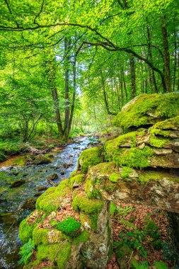 Fransa 'nın güneyindeki Lamontlari komünü Tarn Nehri. Ormanda yaz aylarında küçük şelaleleri olan kayalar üzerinde çalılıklar ve yeşil yosun..