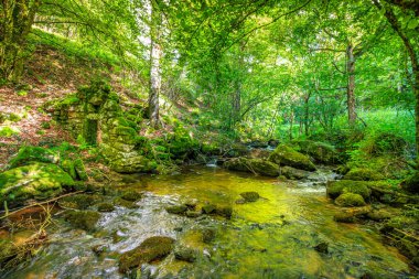Fransa 'nın güneyindeki Lamontlari komünü Tarn Nehri. Ormanda yaz aylarında küçük şelaleleri olan kayalar üzerinde çalılıklar ve yeşil yosun..