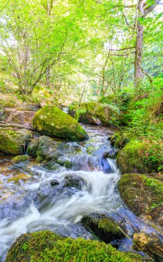 Fransa 'nın güneyindeki Lamontlari komünü Tarn Nehri. Ormanda yaz aylarında küçük şelaleleri olan kayalar üzerinde çalılıklar ve yeşil yosun..
