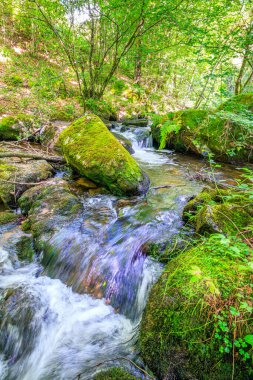 Fransa 'nın güneyindeki Lamontlari komünü Tarn Nehri. Ormanda yaz aylarında küçük şelaleleri olan kayalar üzerinde çalılıklar ve yeşil yosun..