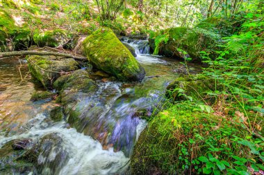 Fransa 'nın güneyindeki Lamontlari komünü Tarn Nehri. Ormanda yaz aylarında küçük şelaleleri olan kayalar üzerinde çalılıklar ve yeşil yosun..
