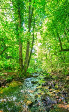 Fransa 'nın güneyindeki Lamontlari komünü Tarn Nehri. Ormanda yaz aylarında küçük şelaleleri olan kayalar üzerinde çalılıklar ve yeşil yosun..