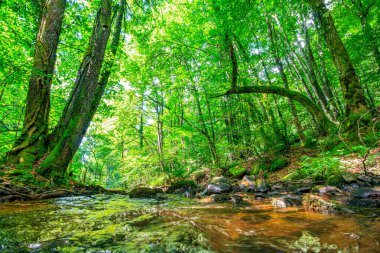 Fransa 'nın güneyindeki Lamontlari komünü Tarn Nehri. Ormanda yaz aylarında küçük şelaleleri olan kayalar üzerinde çalılıklar ve yeşil yosun..