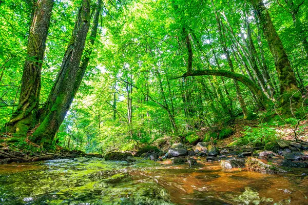 Fransa 'nın güneyindeki Lamontlari komünü Tarn Nehri. Ormanda yaz aylarında küçük şelaleleri olan kayalar üzerinde çalılıklar ve yeşil yosun..