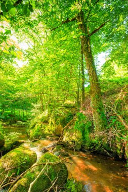 Fransa 'nın güneyindeki Lamontlari komünü Tarn Nehri. Ormanda yaz aylarında küçük şelaleleri olan kayalar üzerinde çalılıklar ve yeşil yosun..