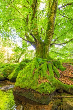 Fransa 'nın güneyindeki Lamontlari komünü Tarn Nehri. Ormanda yaz aylarında küçük şelaleleri olan kayalar üzerinde çalılıklar ve yeşil yosun..