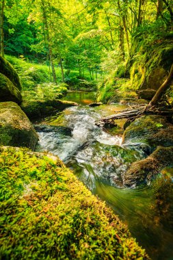 Fransa 'nın güneyindeki Lamontlari komünü Tarn Nehri. Ormanda yaz aylarında küçük şelaleleri olan kayalar üzerinde çalılıklar ve yeşil yosun..