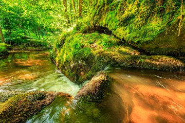 Fransa 'nın güneyindeki Lamontlari komünü Tarn Nehri. Ormanda yaz aylarında küçük şelaleleri olan kayalar üzerinde çalılıklar ve yeşil yosun..