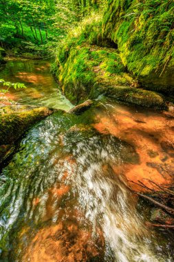 Fransa 'nın güneyindeki Lamontlari komünü Tarn Nehri. Ormanda yaz aylarında küçük şelaleleri olan kayalar üzerinde çalılıklar ve yeşil yosun..
