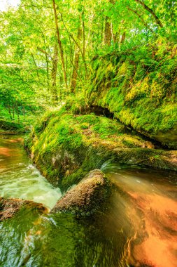 Fransa 'nın güneyindeki Lamontlari komünü Tarn Nehri. Ormanda yaz aylarında küçük şelaleleri olan kayalar üzerinde çalılıklar ve yeşil yosun..