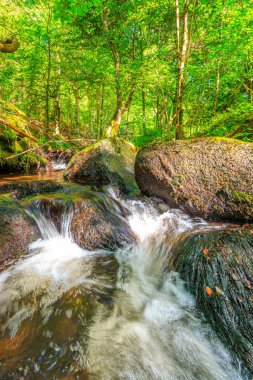 Fransa 'nın güneyindeki Lamontlari komünü Tarn Nehri. Ormanda yaz aylarında küçük şelaleleri olan kayalar üzerinde çalılıklar ve yeşil yosun..