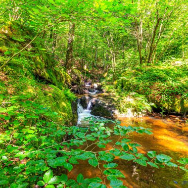 Fransa 'nın güneyindeki Lamontlari komünü Tarn Nehri. Ormanda yaz aylarında küçük şelaleleri olan kayalar üzerinde çalılıklar ve yeşil yosun..