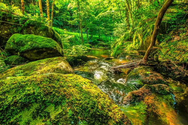 Fransa 'nın güneyindeki Lamontlari komünü Tarn Nehri. Ormanda yaz aylarında küçük şelaleleri olan kayalar üzerinde çalılıklar ve yeşil yosun..