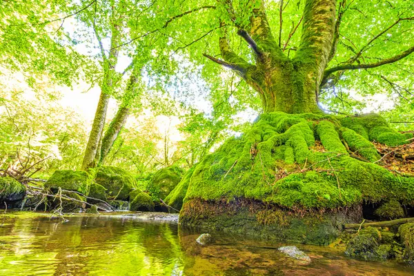 Fransa 'nın güneyindeki Lamontlari komünü Tarn Nehri. Ormanda yaz aylarında küçük şelaleleri olan kayalar üzerinde çalılıklar ve yeşil yosun..