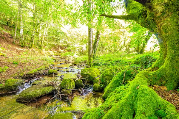 Fransa 'nın güneyindeki Lamontlari komünü Tarn Nehri. Ormanda yaz aylarında küçük şelaleleri olan kayalar üzerinde çalılıklar ve yeşil yosun..
