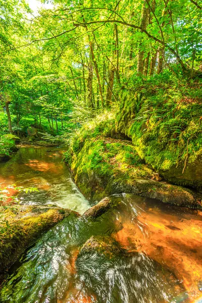 Fransa 'nın güneyindeki Lamontlari komünü Tarn Nehri. Ormanda yaz aylarında küçük şelaleleri olan kayalar üzerinde çalılıklar ve yeşil yosun..