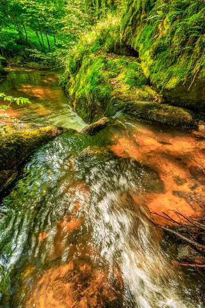 Fransa 'nın güneyindeki Lamontlari komünü Tarn Nehri. Ormanda yaz aylarında küçük şelaleleri olan kayalar üzerinde çalılıklar ve yeşil yosun..