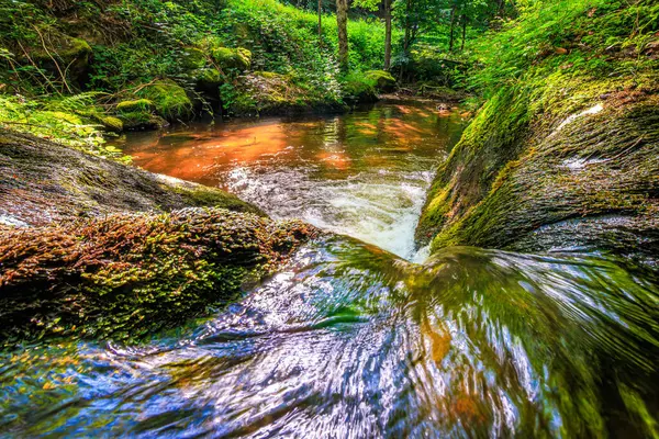 Fransa 'nın güneyindeki Lamontlari komünü Tarn Nehri. Ormanda yaz aylarında küçük şelaleleri olan kayalar üzerinde çalılıklar ve yeşil yosun..