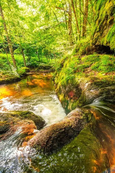 Fransa 'nın güneyindeki Lamontlari komünü Tarn Nehri. Ormanda yaz aylarında küçük şelaleleri olan kayalar üzerinde çalılıklar ve yeşil yosun..