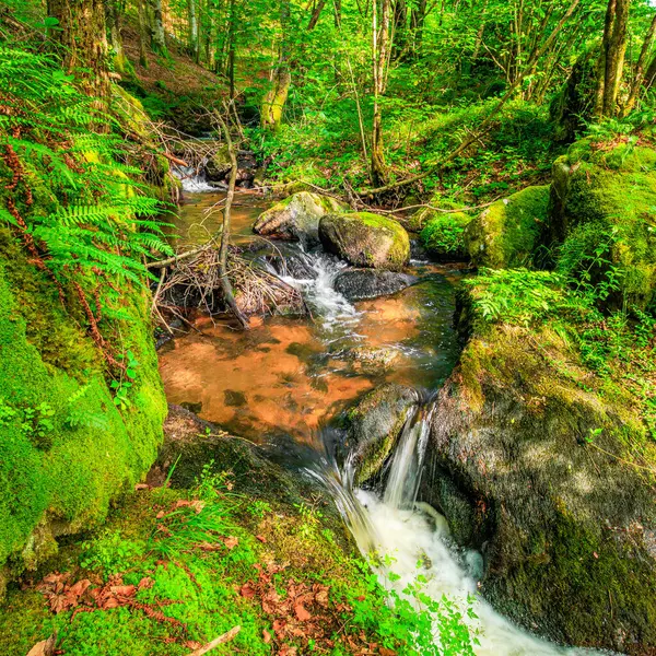 Fransa 'nın güneyindeki Lamontlari komünü Tarn Nehri. Ormanda yaz aylarında küçük şelaleleri olan kayalar üzerinde çalılıklar ve yeşil yosun..