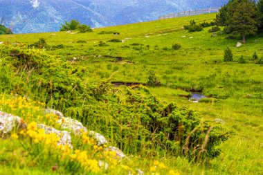 Pireneler 'deki Mijans Nehri' nde küçük bir dere. Dağlar, ormanlar, mavi gökyüzü ve Fransa 'nın güneyindeki ormanlar gibi küçük bulutlarla çevrili bir çayırda 1500 metre yükseklikte kıvrılan küçük bir nehir..