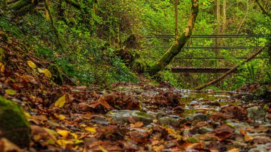 Occitanie 'deki Aveyron' da yemyeşil bir ormandaki yeşil yosunlu derenin manzarası.